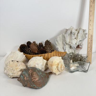 LOT 46: Collection of Shells, Pinecones & Coral