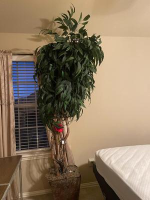 Fully adjustable bed and pillows lot