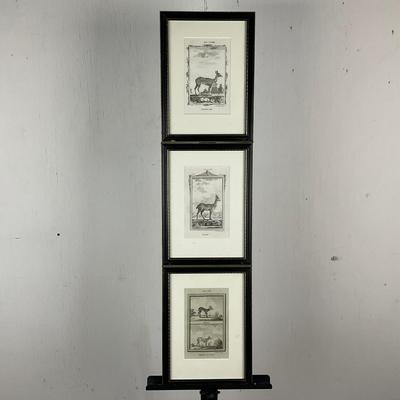 655 Three 18th-Century French Natural History Engravings After Buffon