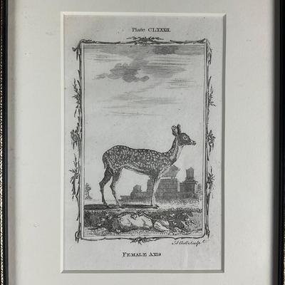 655 Three 18th-Century French Natural History Engravings After Buffon