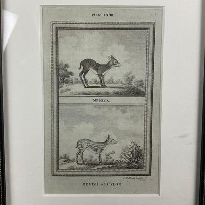 655 Three 18th-Century French Natural History Engravings After Buffon