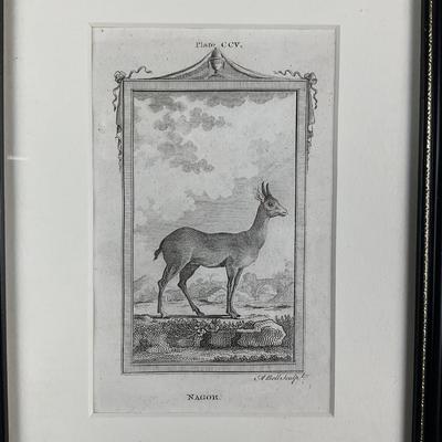 655 Three 18th-Century French Natural History Engravings After Buffon