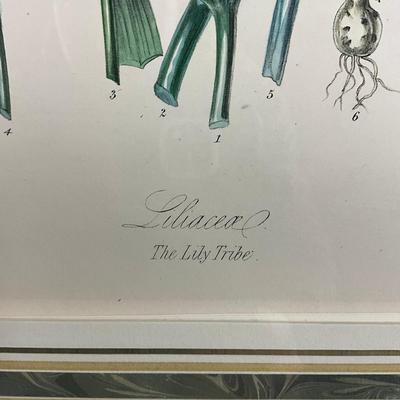 682 Antique Botanical Chromolithograph "The Lily/Tribe" Illustrations Of The Natural Orders Of Plants