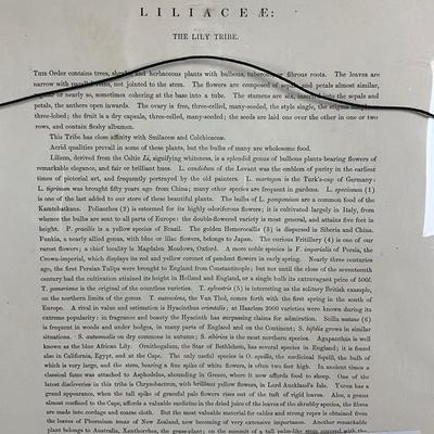 682 Antique Botanical Chromolithograph "The Lily/Tribe" Illustrations Of The Natural Orders Of Plants