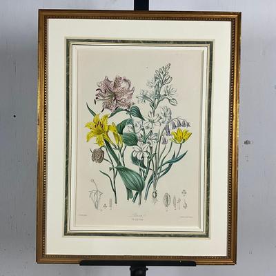 682 Antique Botanical Chromolithograph "The Lily/Tribe" Illustrations Of The Natural Orders Of Plants