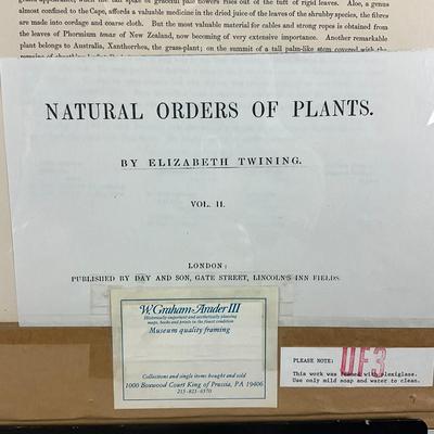 682 Antique Botanical Chromolithograph "The Lily/Tribe" Illustrations Of The Natural Orders Of Plants