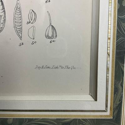 682 Antique Botanical Chromolithograph "The Lily/Tribe" Illustrations Of The Natural Orders Of Plants