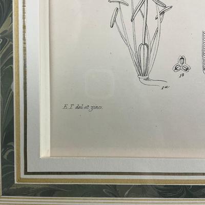 682 Antique Botanical Chromolithograph "The Lily/Tribe" Illustrations Of The Natural Orders Of Plants