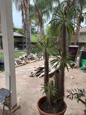 Madagascar palm