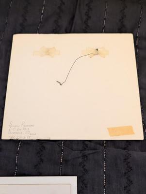 Group of Nature Pictures, One Picture of a Lady.