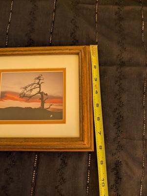 Group of Nature Pictures, One Picture of a Lady.