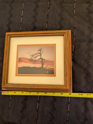 Group of Nature Pictures, One Picture of a Lady.