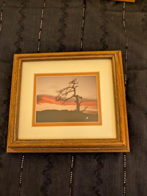 Group of Nature Pictures, One Picture of a Lady.