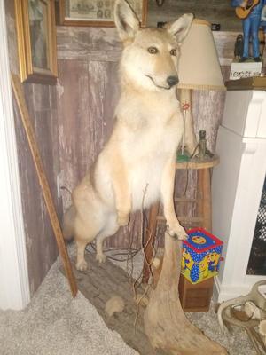 Sale Photo Thumbnail #51: See pocs