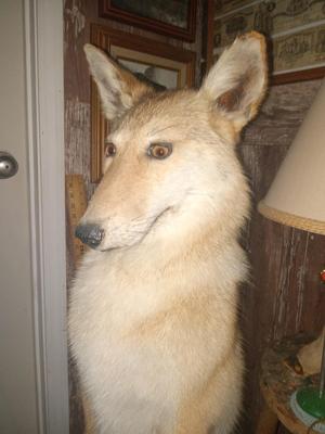 Sale Photo Thumbnail #52: See pocs