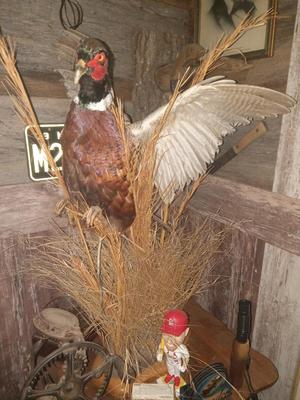 Sale Photo Thumbnail #53: See pic