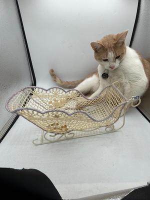 Sled-cat not included