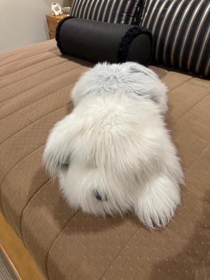 Fluffy white dog very soft