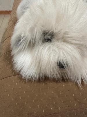 Fluffy white dog very soft