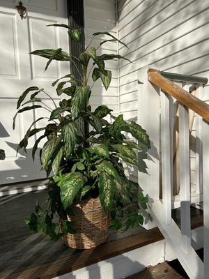 Set Of 2 Faux Plants