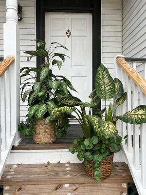 Set Of 2 Faux Plants