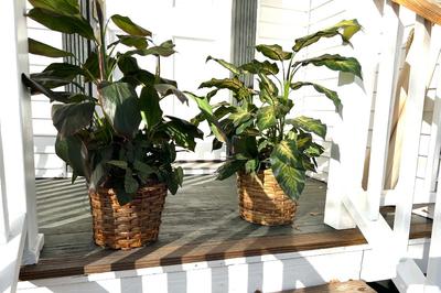 Faux Plants Set of 2
