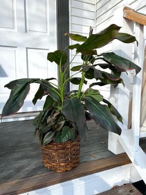 Faux Plants Set of 2