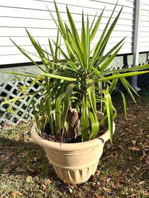 YUCCA Plant & Planter.