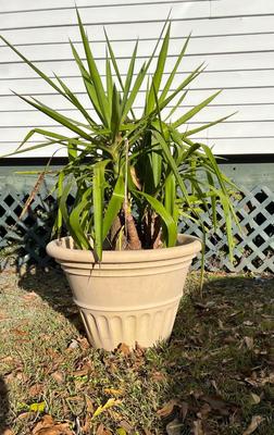 YUCCA Plant & Planter.