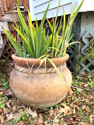 Concrete Rope Planter With Plant