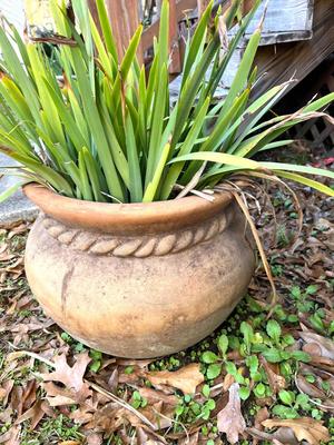Concrete Rope Planter With Plant