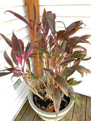 CORDYLINE FRUTICOS Plant