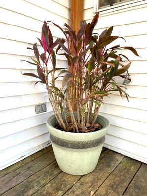CORDYLINE FRUTICOS Plant