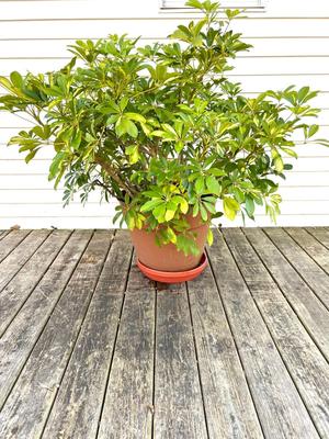 Schefflera Bush