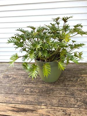 Split Leaf Plant(B)