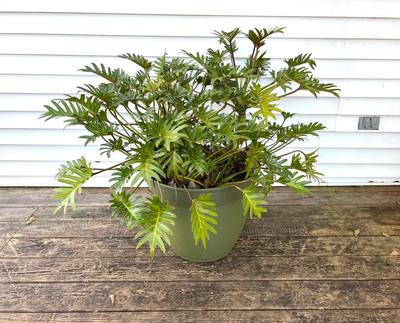 Split Leaf Plant(B)