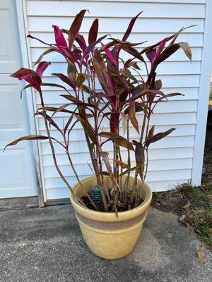 Hawaiian Ti Plant