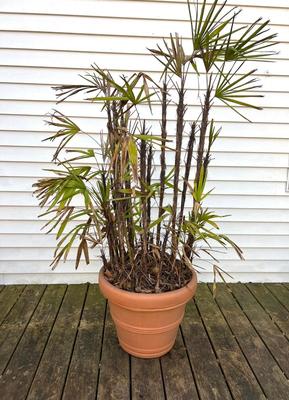 Zombie Palm