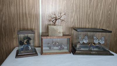 Taxidermy Curiosities