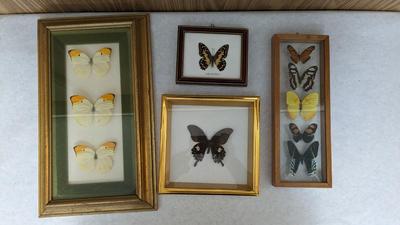 Framed Butterfly Specimens