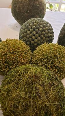 Large Moss Balls