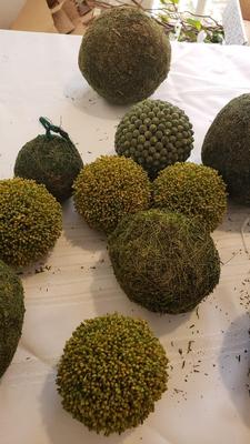 Large Moss Balls