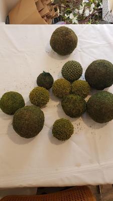 Large Moss Balls