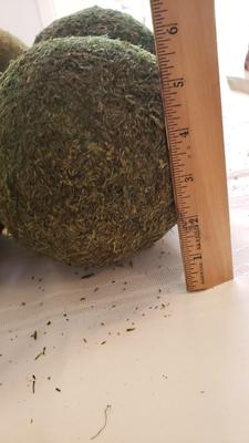 Large Moss Balls
