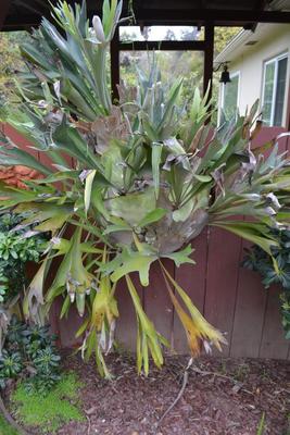 LOT 436. LARGE 56" STAGHORN FERN
