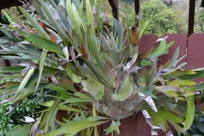 LOT 436. LARGE 56" STAGHORN FERN