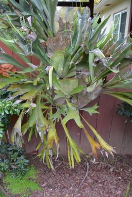 LOT 436. LARGE 56" STAGHORN FERN