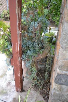 LOT 592 54" TALL FOUNTAIN FILLED WITH PLANTS
