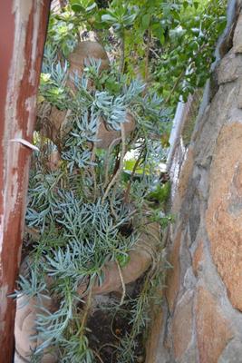 LOT 592 54" TALL FOUNTAIN FILLED WITH PLANTS