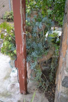 LOT 592 54" TALL FOUNTAIN FILLED WITH PLANTS